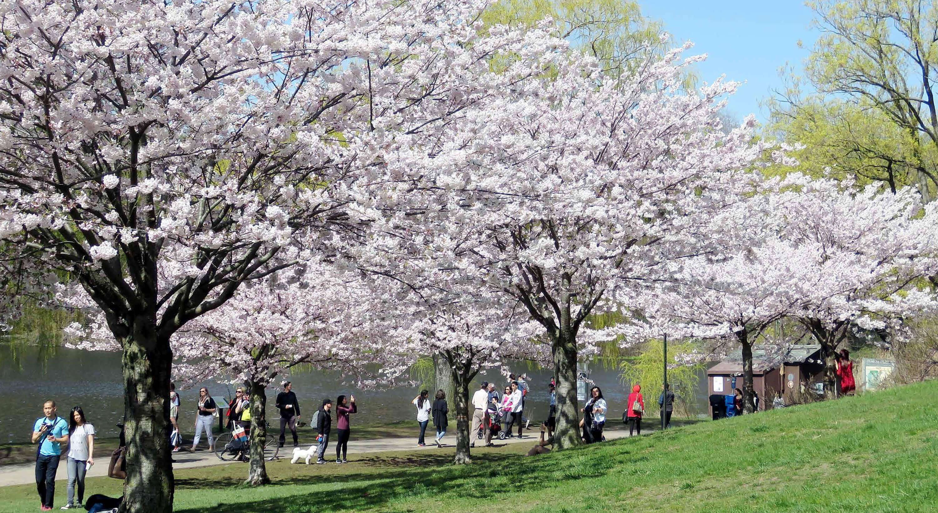 Cherry blossoms in full bloom at Grenadier Park, High Park Toronto. Enthusiasts and locals enjoying the outdoors.
